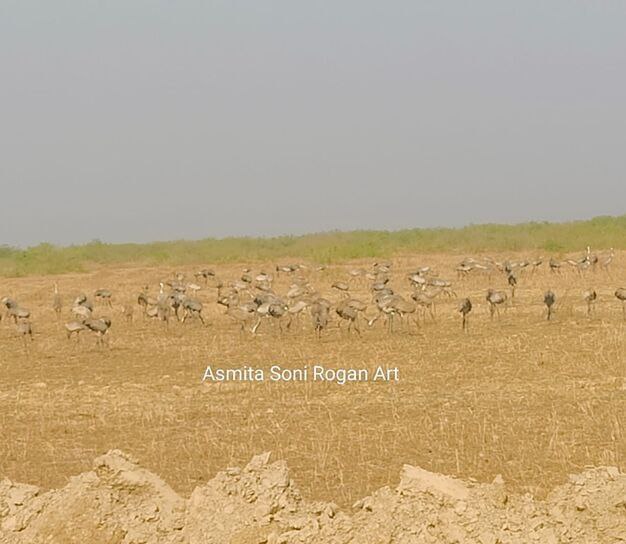 The flock of migratory birds in Chhar-dhandh